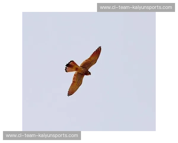 樱花落下的瞬间，白鹰正振翅高飞：深度解构日本与波兰的意志对决